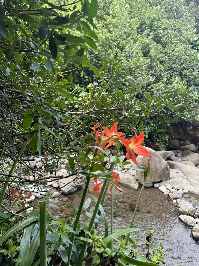 Iao Valley Lillys