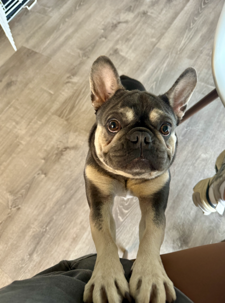Babysitting Gus, a french bulldog that brings me joy!